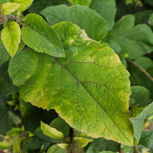 Arctium nemorosum 葉