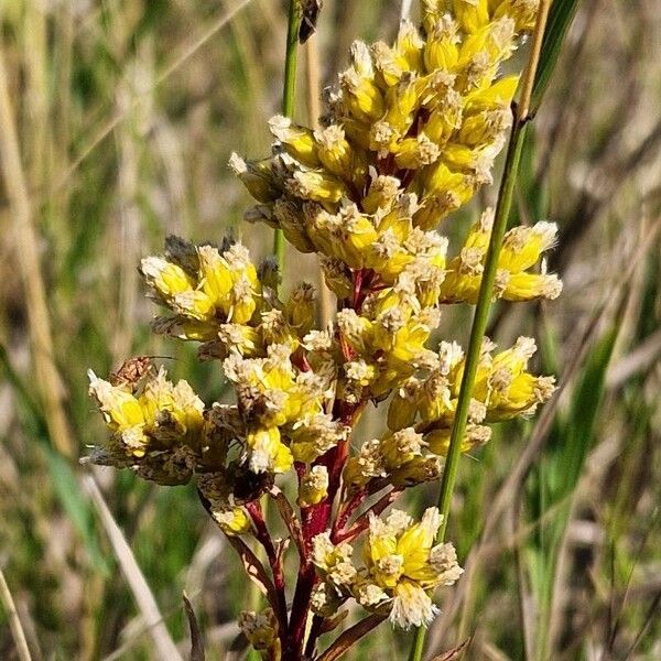 Solidago missouriensis Цвят