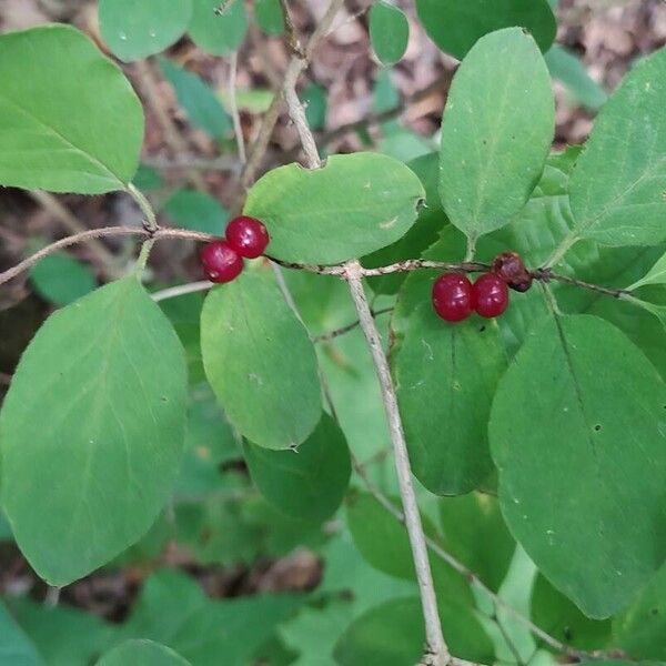 Lonicera xylosteum ഇല