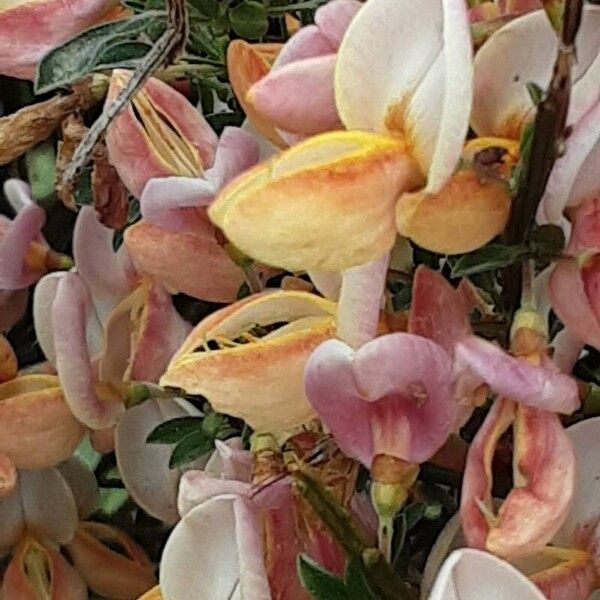 Chamaecytisus purpureus Flor