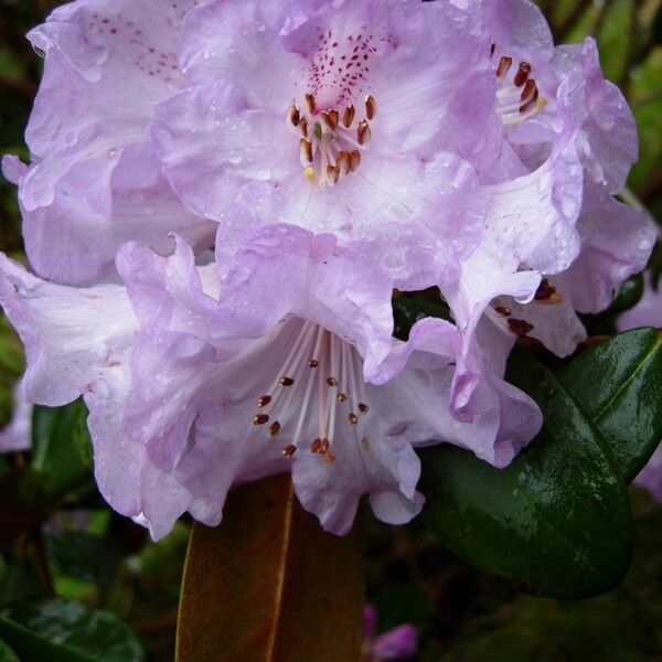 Rhododendron campanulatum Flower