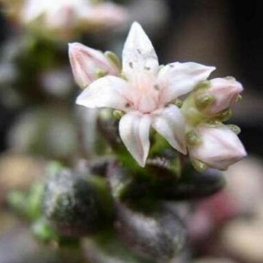 Sedum furfuraceum Blomst