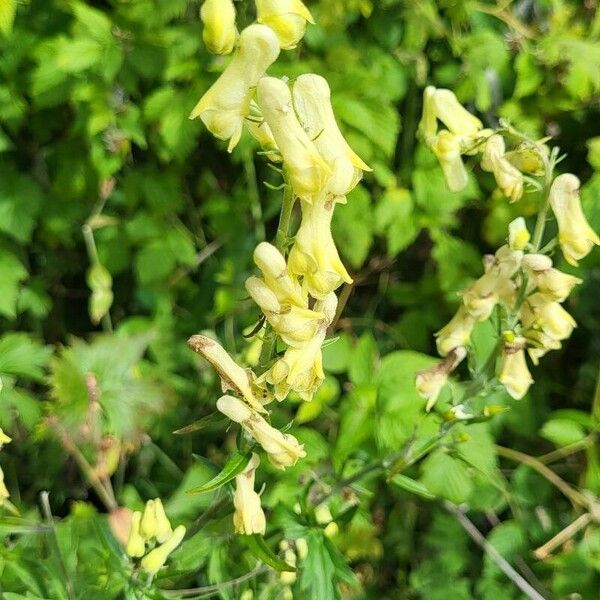 Aconitum lycoctonum Blüte