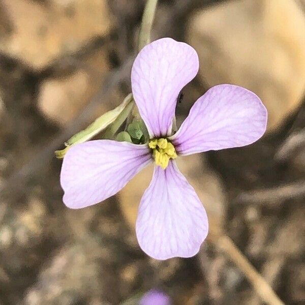 Moricandia arvensis Flor