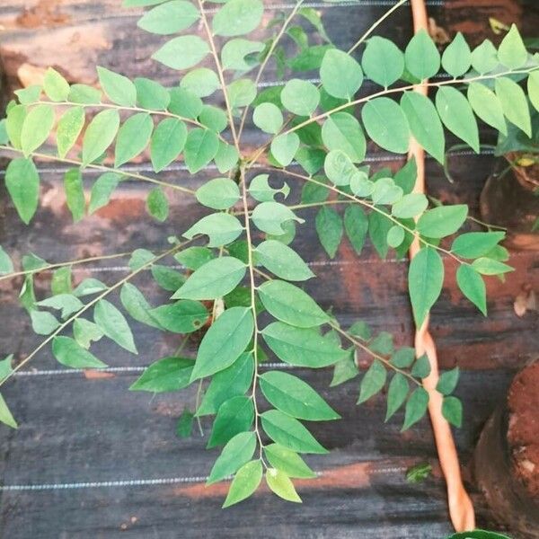 Phyllanthus acidus Yaprak