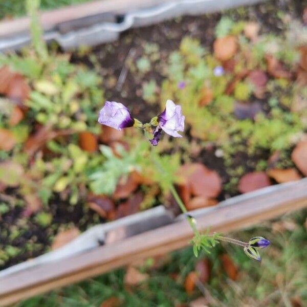 Gilia tricolor Flower