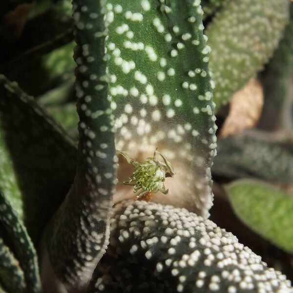 Gasteria carinata Fleur