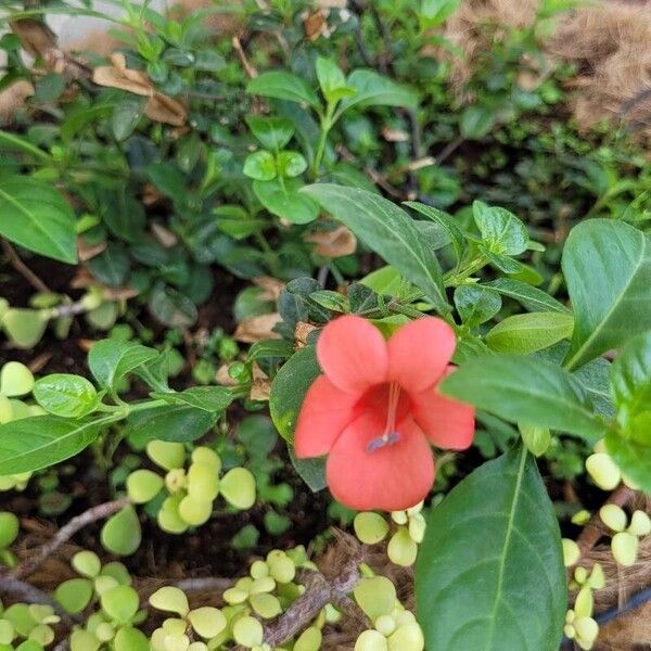 Barleria repens Blüte