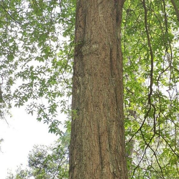 Quercus imbricaria Corteccia