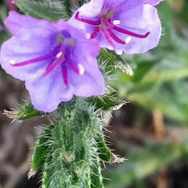 Echium arenarium Virág