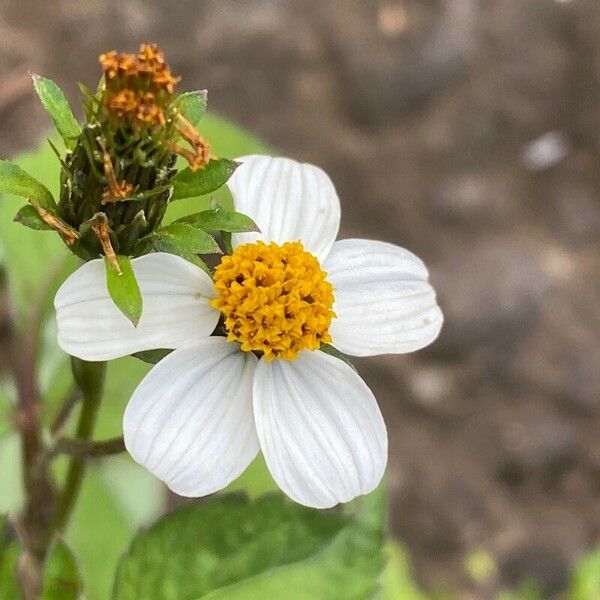 Bidens alba Квітка