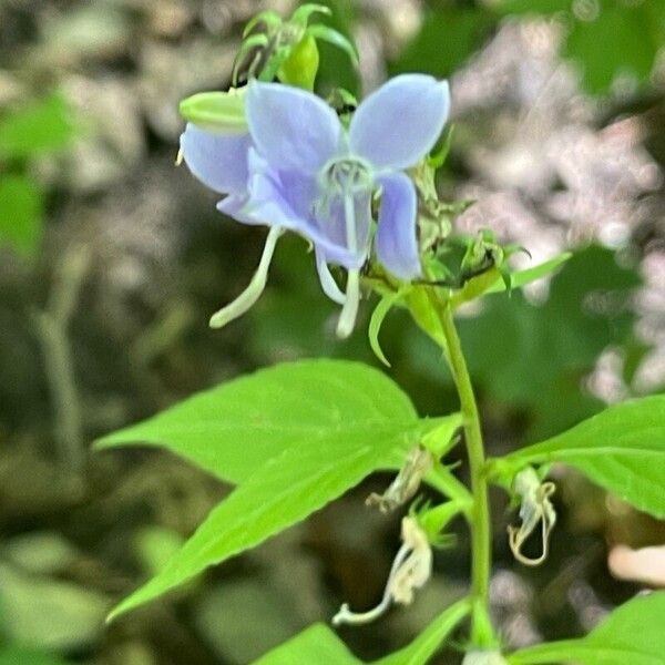 Campanulastrum americanum Flower