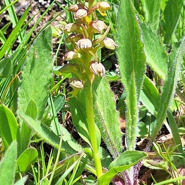 Dactylorhiza viridis Flower