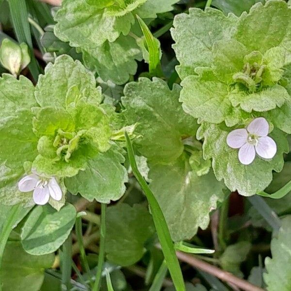 Veronica agrestis Hábitos