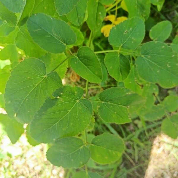 Laserpitium latifolium पत्ता