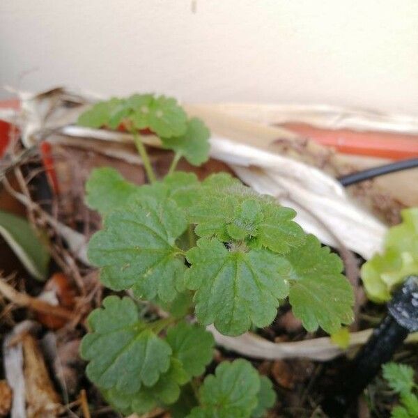 Veronica cymbalaria Leaf