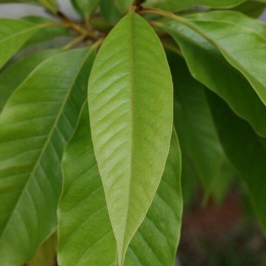 Michelia champaca Leaf