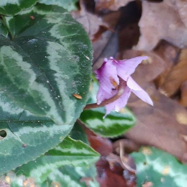 Cyclamen purpurascens Cvet