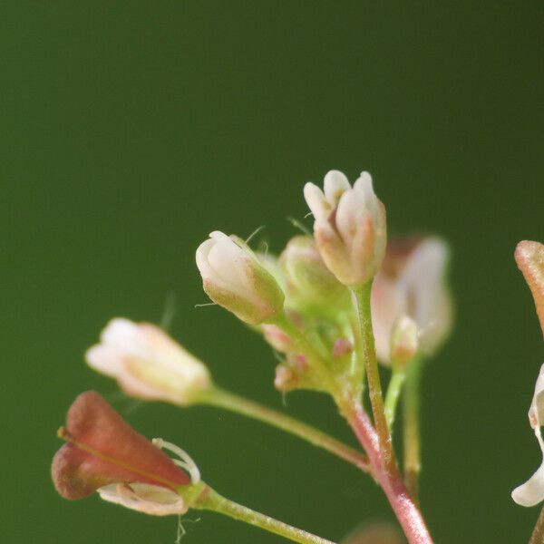 Capsella rubella Flower