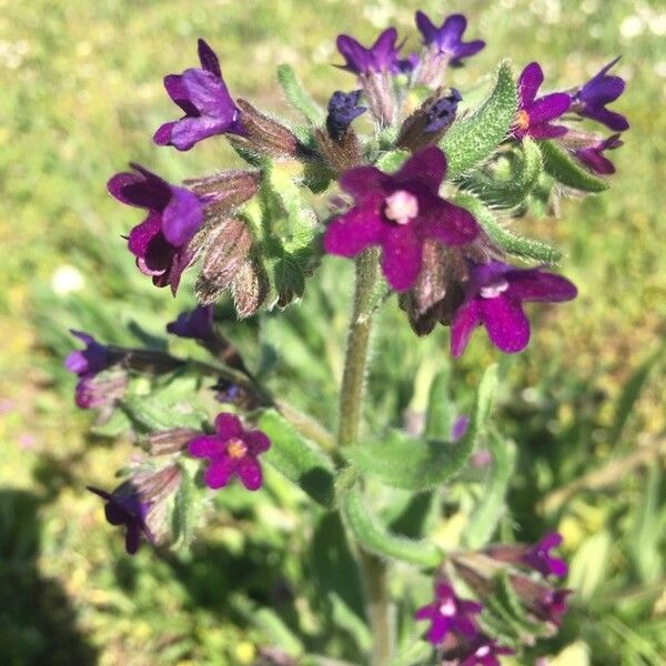 Anchusa officinalis Virág