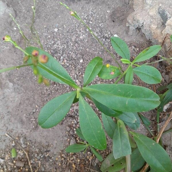 Talinum paniculatum Yaprak