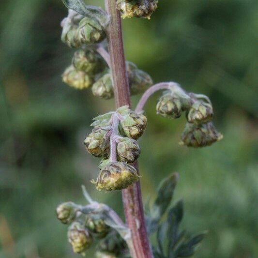 Artemisia atrata Kôra