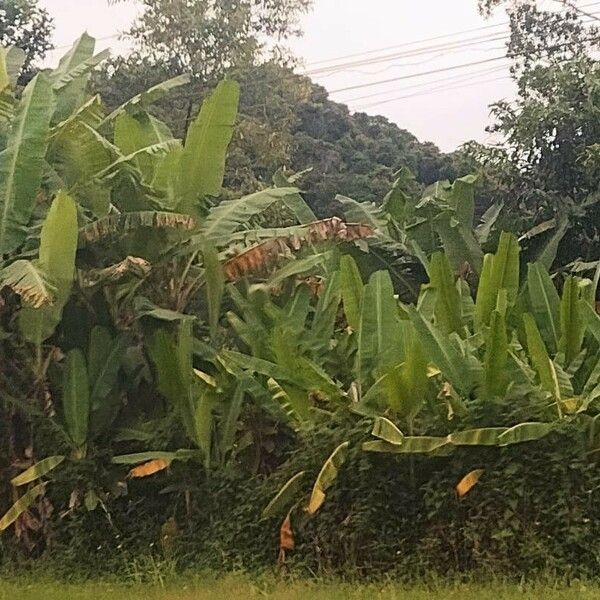 Musa textilis Habitus