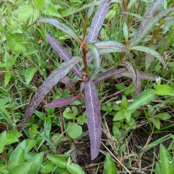 Ludwigia alternifolia Folio