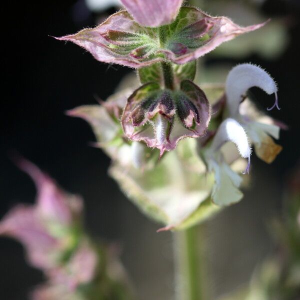 Salvia sclarea Fleur