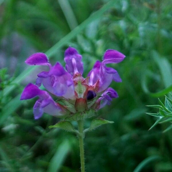 Prunella grandiflora Žiedas