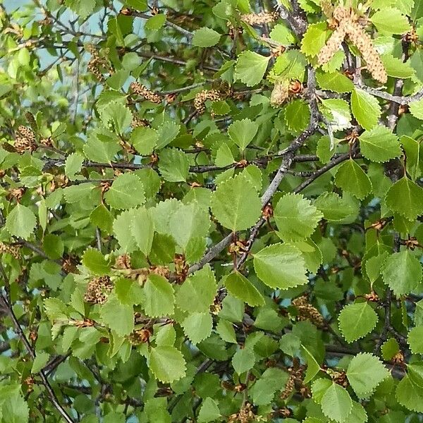 Betula occidentalis Frukt