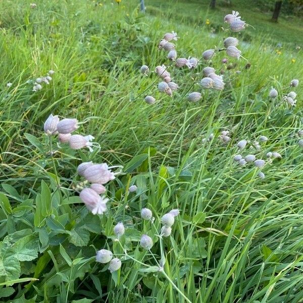 Silene vulgaris Хабит