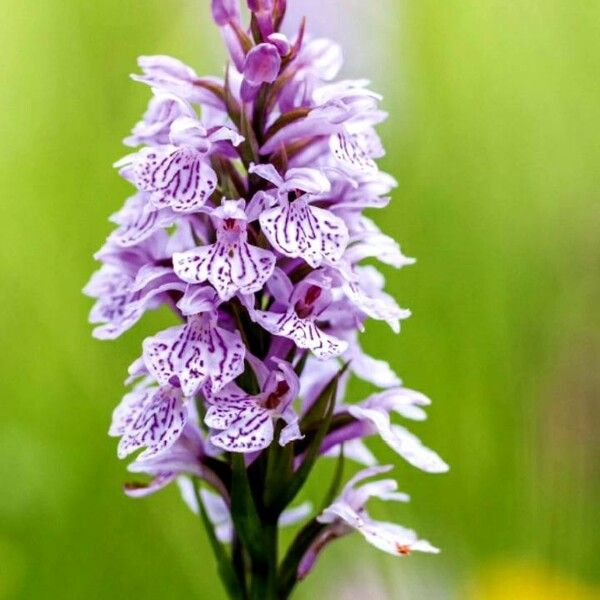 Dactylorhiza fuchsii Цветок