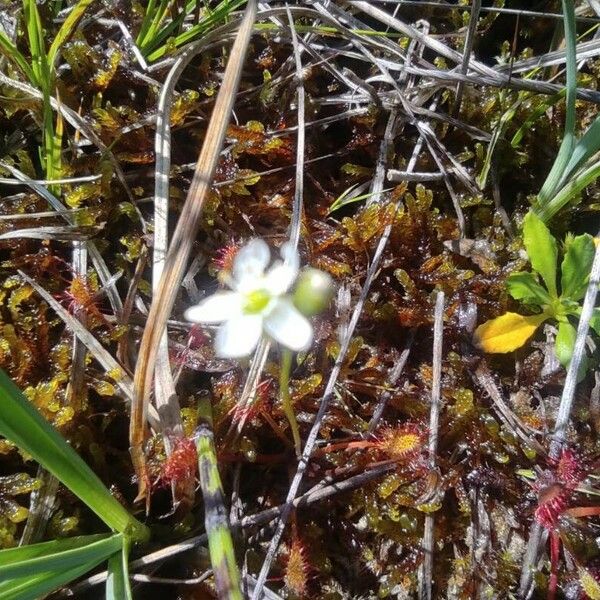 Drosera anglica फूल