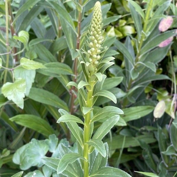 Digitalis ferruginea Blüte