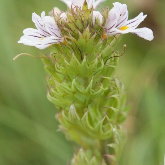 Euphrasia alpina 花