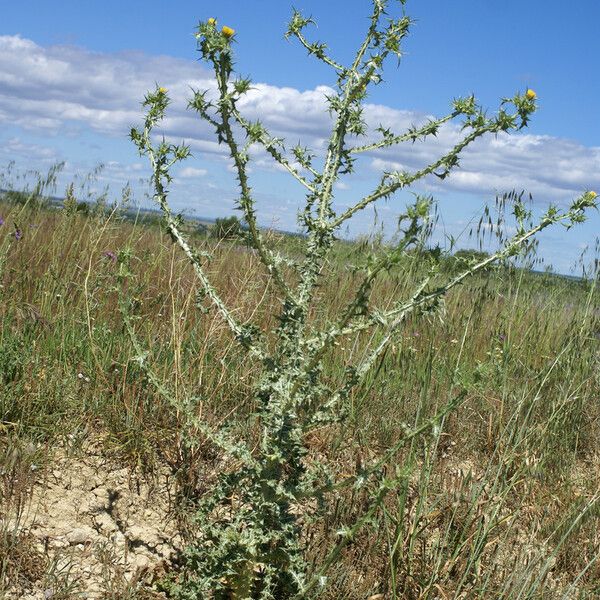 Scolymus maculatus Habit