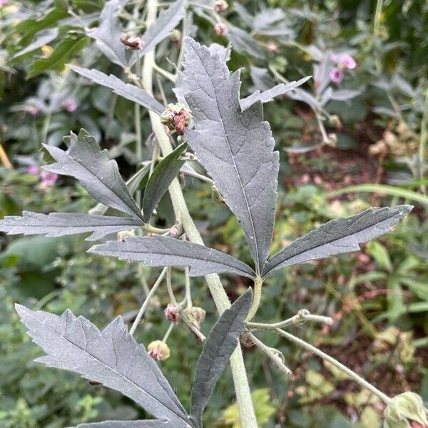 Althaea cannabina برگ