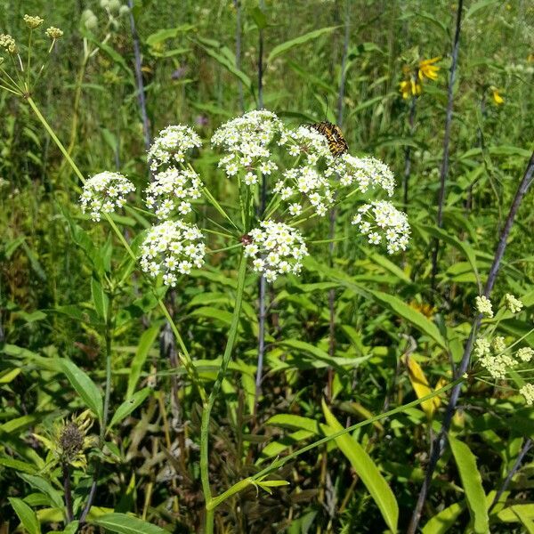 Oxypolis rigidior Flower