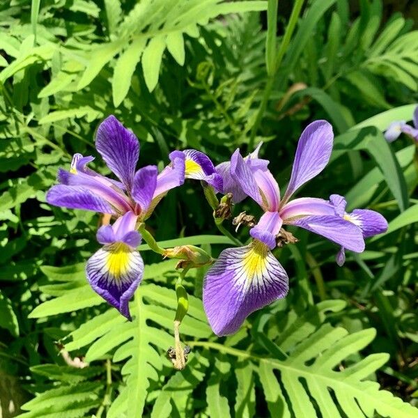 Iris virginica Flower