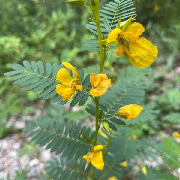 Chamaecrista fasciculata Flor