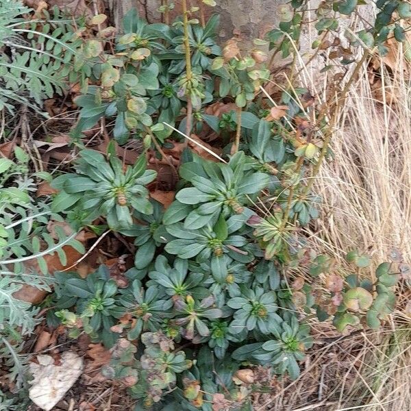 Euphorbia amygdaloides Elinympäristö