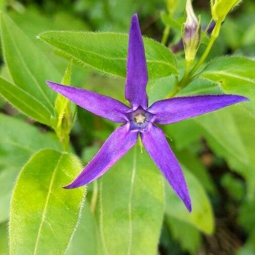 Vinca herbacea Fleur