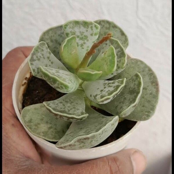 Adromischus cooperi 葉