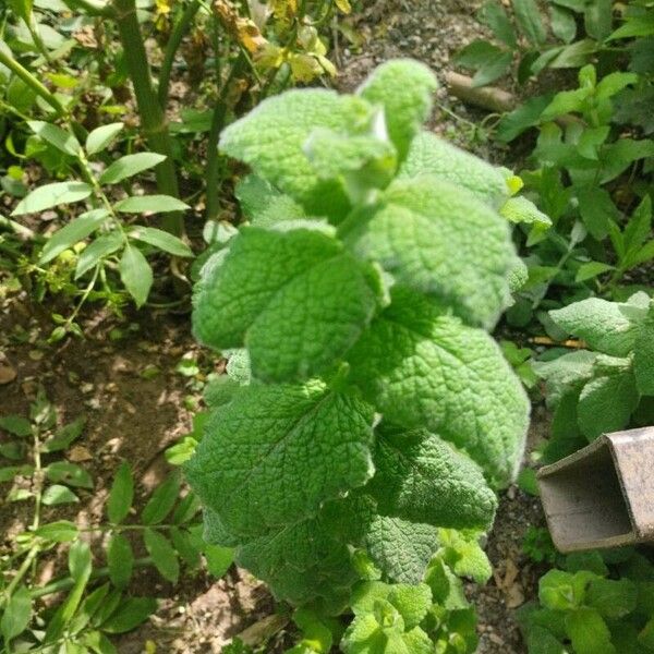 Mentha × villosa Lapas