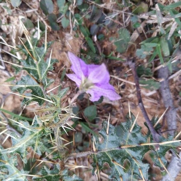 Solanum virginianum Blomma