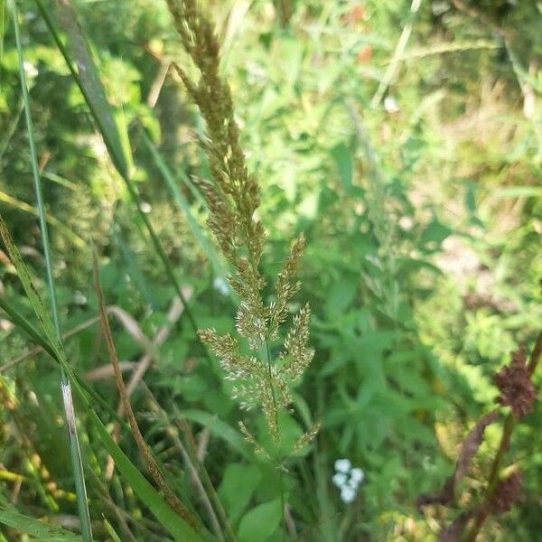 Polypogon viridis Flower