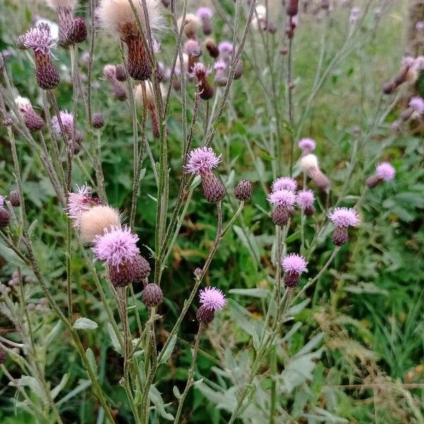 Cirsium arvense Kvet