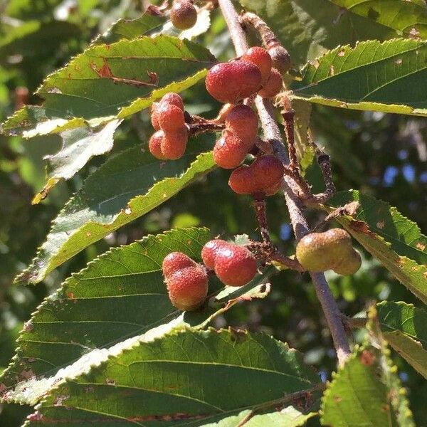 Grewia flavescens Froito