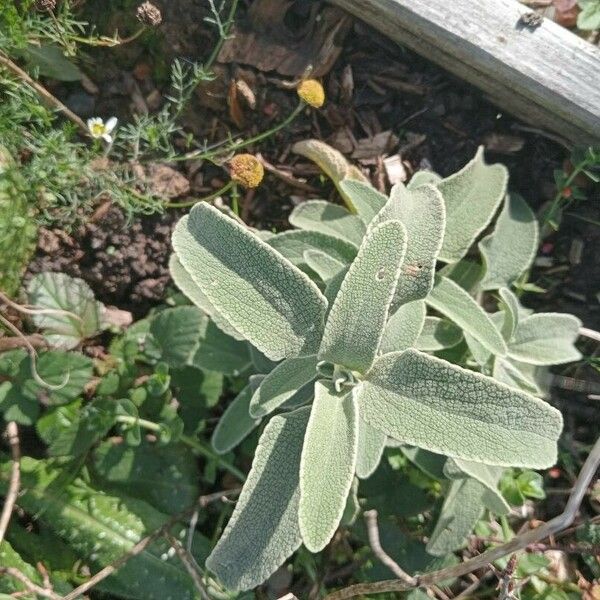 Phlomis purpurea Ліст